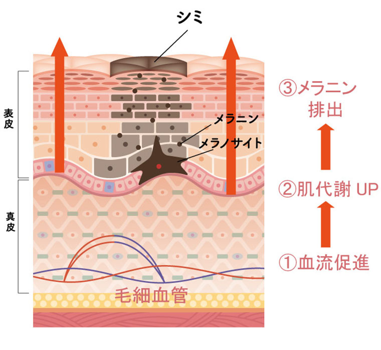 肌のターンオーバー