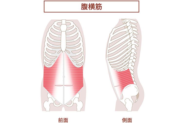 腹横筋