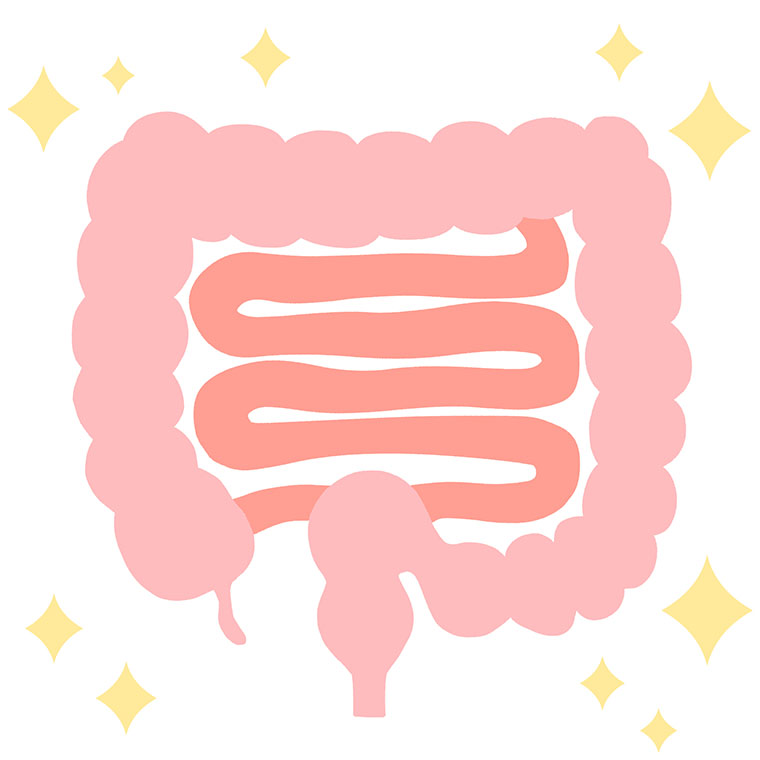 腸のイラスト