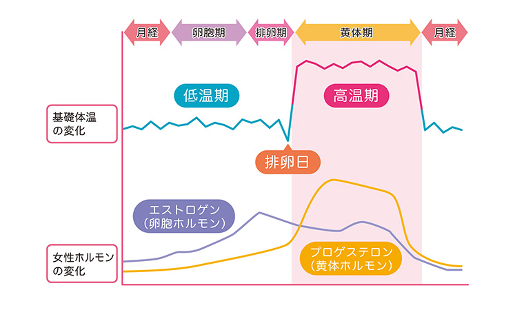 1カ月の女性ホルモン数値の変化グラフ