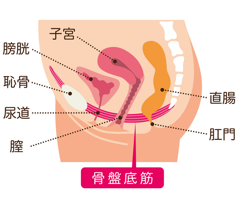 骨盤底筋の人体図