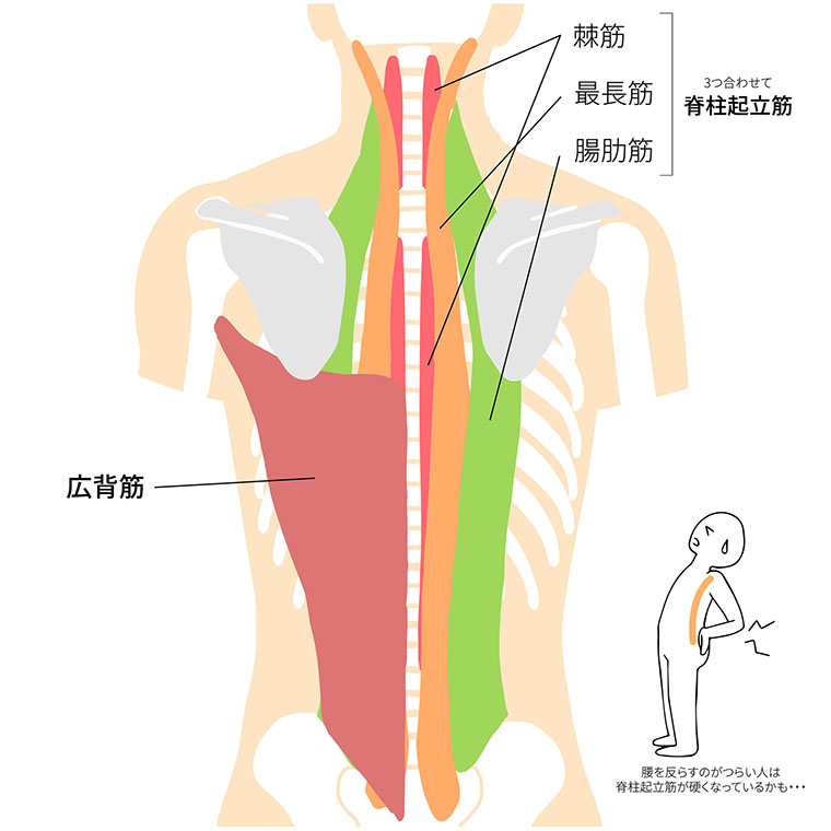 脊柱起立筋