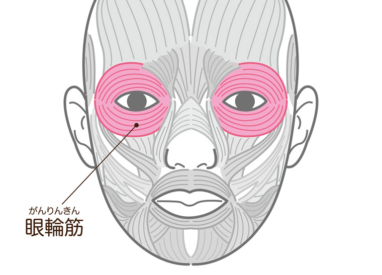 眼輪筋説明イラスト