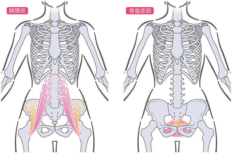 腸腰筋、骨盤底筋