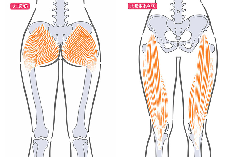 大臀筋、大腿四頭筋