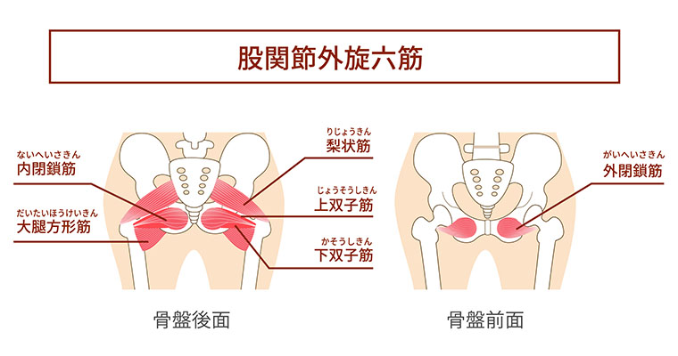 股関節外旋六筋