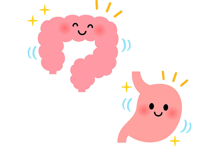 腸と胃のイラスト