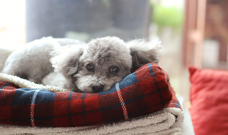 教えて菜実先生_ふかふかブランケット