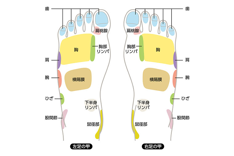 足の甲のイラスト
