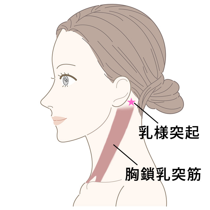 乳様突起、胸鎖乳突筋