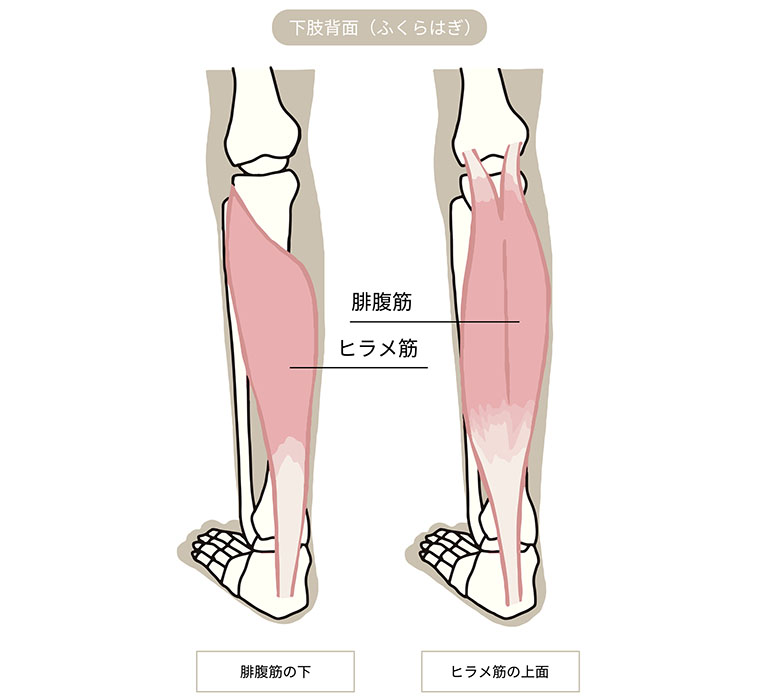 腓腹筋、ヒラメ筋