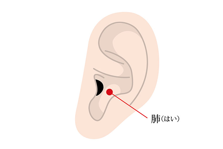 ツボ_肺