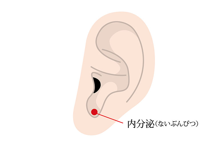 ツボ_内分泌