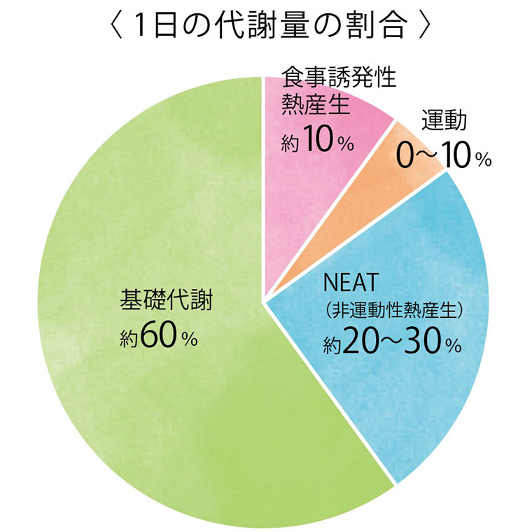 1日の代謝量の割合・グラフ