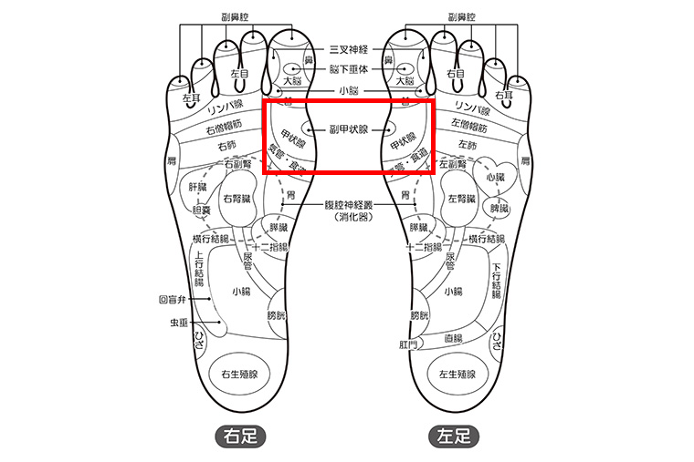 甲状腺の足つぼ