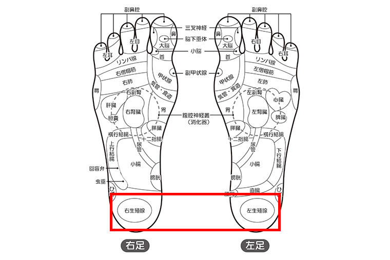 婦人科系の足つぼ