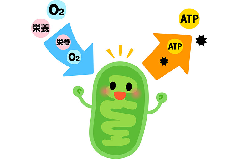 ミトコンドリア
