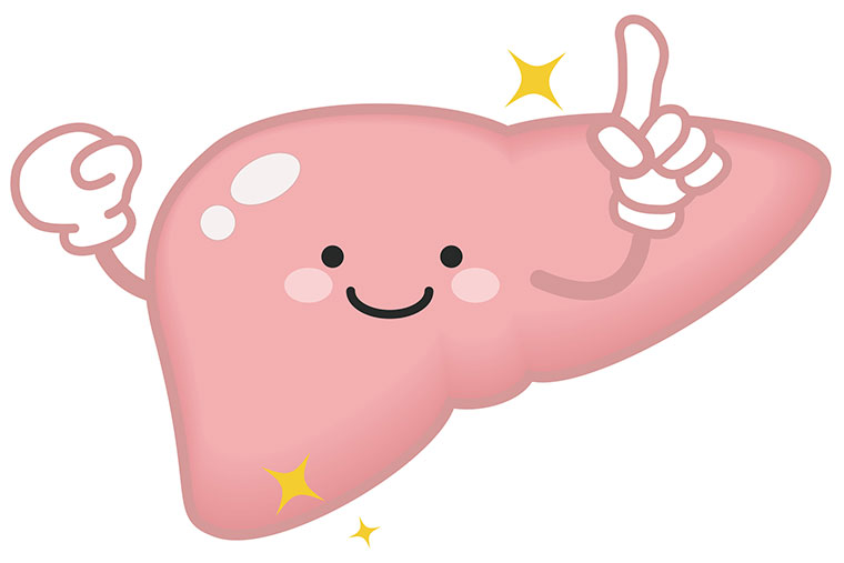 肝臓のイラスト