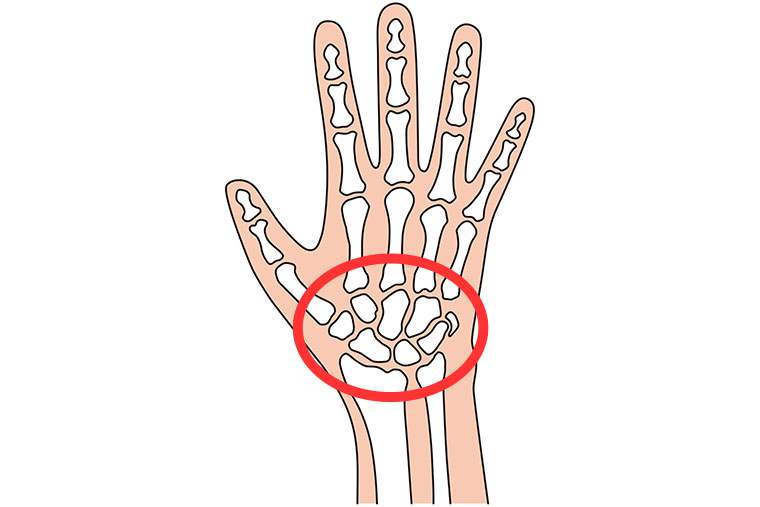 手の骨のイラスト