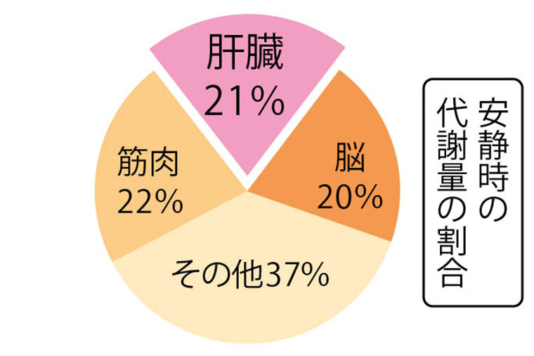安静時の代謝量の割合