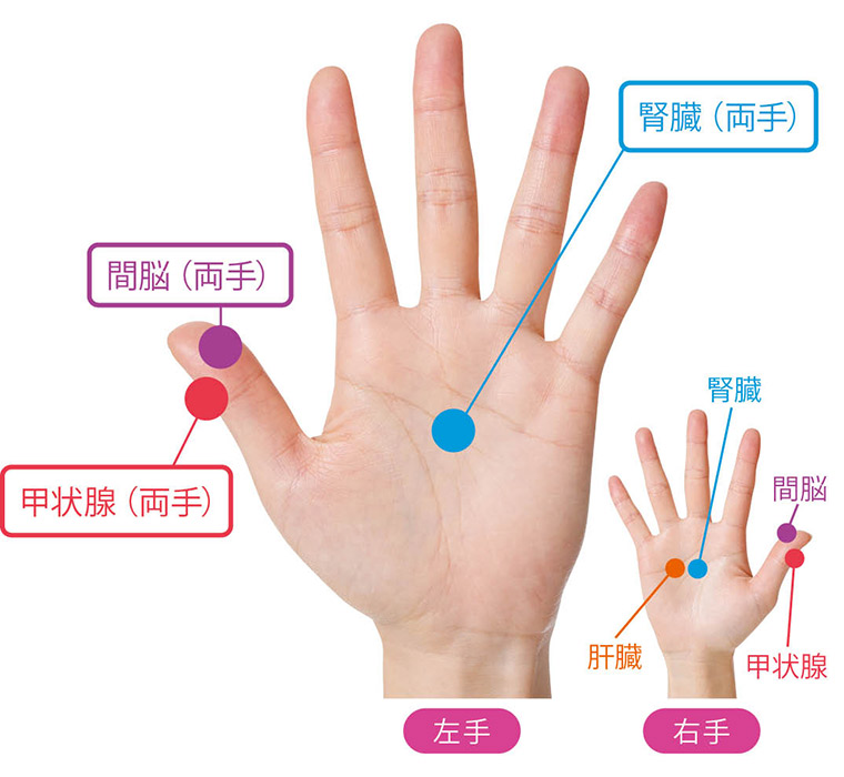 悪玉コレステロールを改善する反射区