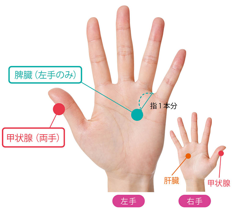 BMIを改善する反射区