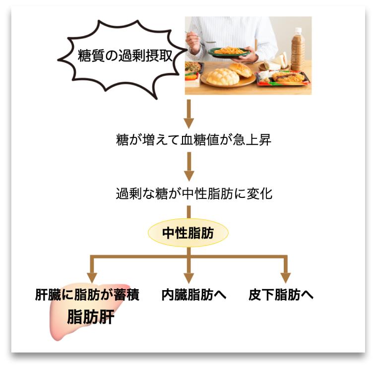 糖質が脂肪肝になるメカニズム