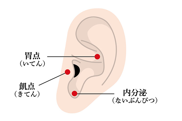 ツボ_胃点、飢点、内分泌