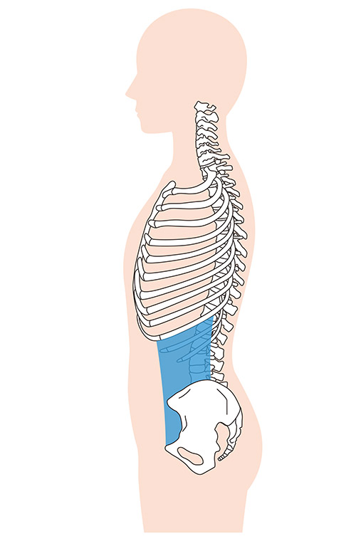 骨と内臓の位置のイラスト
