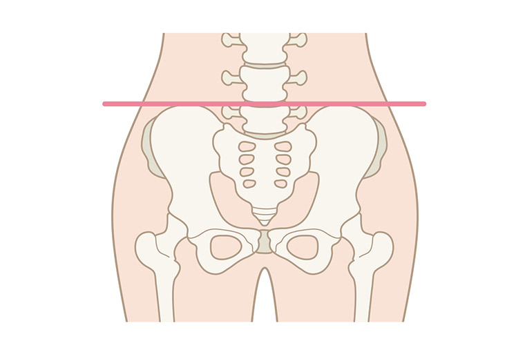 骨盤のイラスト
